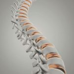 3D rendered image of a human spine, showing vertebrae and intervertebral discs against a neutral background 